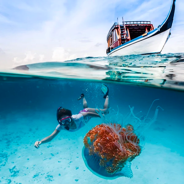 Outex Dream Bundle (Dome 180mm)