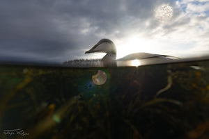 Terje Kolaas: Underwater Wildlife Photography with Outex Housing