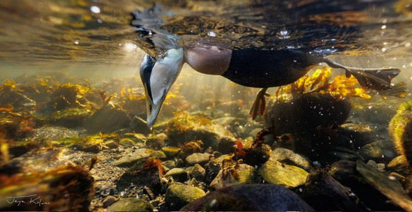 Swimming duck dives down and looks underwater for food