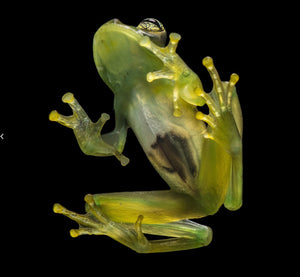 Zoologist photographer Vítek Lukáš makes a conservation impact