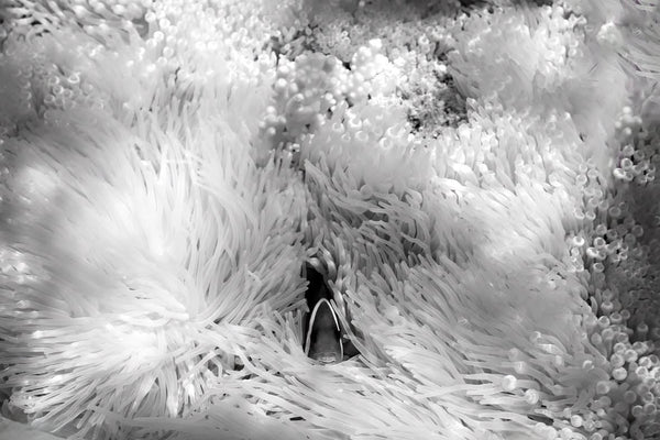 Pushing The Innovation Envelope: Infrared Underwater Photography with Michelle Valberg