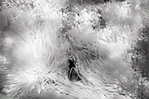 Michelle Valberg: Infrared Underwater Photography | Outex