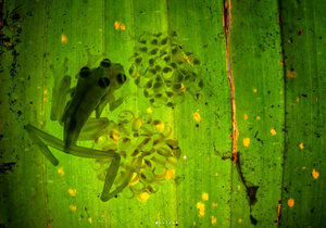 Italian TV host, PhD naturalist, wildlife photographer Emanuele Biggi loves Outex