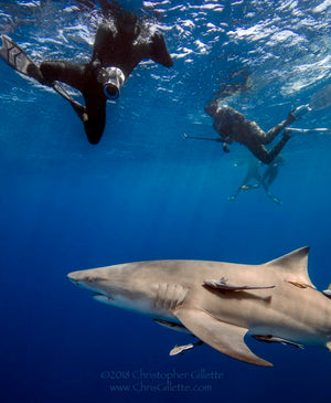 Diving with Sharks