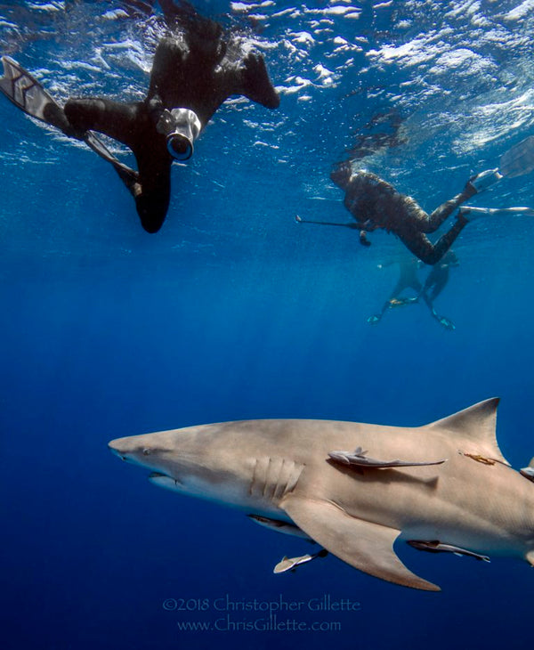 Diving with Sharks