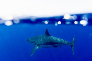 Great white shark photographed underwater in Monterey Bay by architectural photographer Matt Wier using the Outex waterproof camera housing