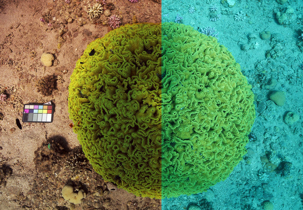 Setting Underwater White Balance: A Complete Guide For Photography & Video