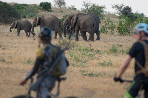 Two cyclists in the foreground watch a group of elephants, including calves, walking across a grassy savanna landscape.