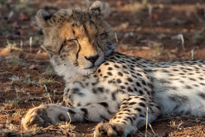 A cheetah is lying on the ground with its eyes closed, appearing relaxed in the sunlight.