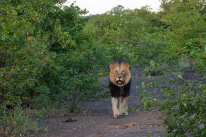A male lion walks down a dirt path surrounded by lush green bushes in a natural, outdoor setting.