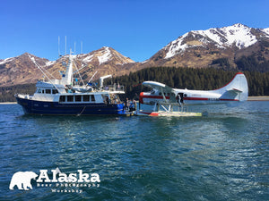 Alaska_Bear_Wildlife-10 - wildlife