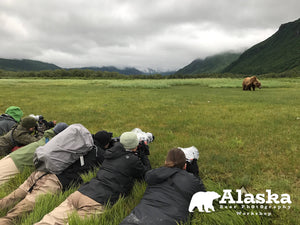 Alaska_Bear_Wildlife-3 - wildlife