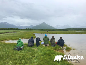 Alaska_Bear_Wildlife-4 - wildlife