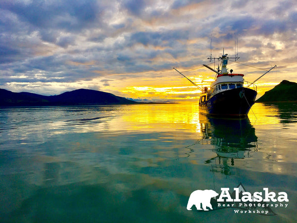 Alaska_Bear_Wildlife - wildlife