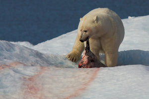 BenHaggarOutexVidStills-8 - wildlife