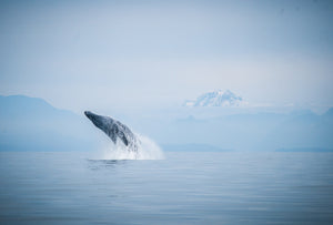 J_Kelsey_20191006_0501-Edit - whale