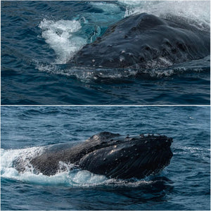 Seiichirou_Photography_2 - whale